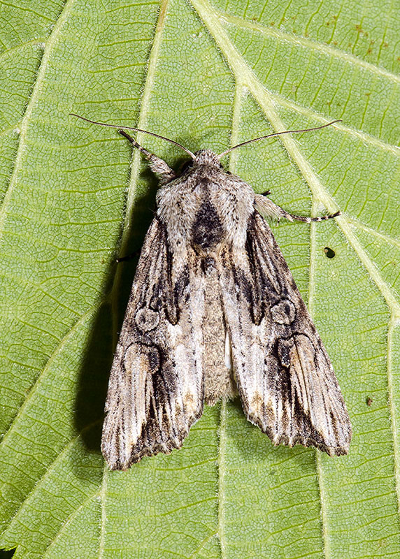 Egira conspicillaris - Noctuidae